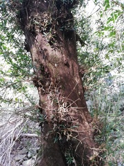 Podocarpus elongatus