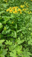 Tephroseris longifolia