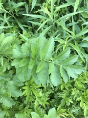 Pastinaca