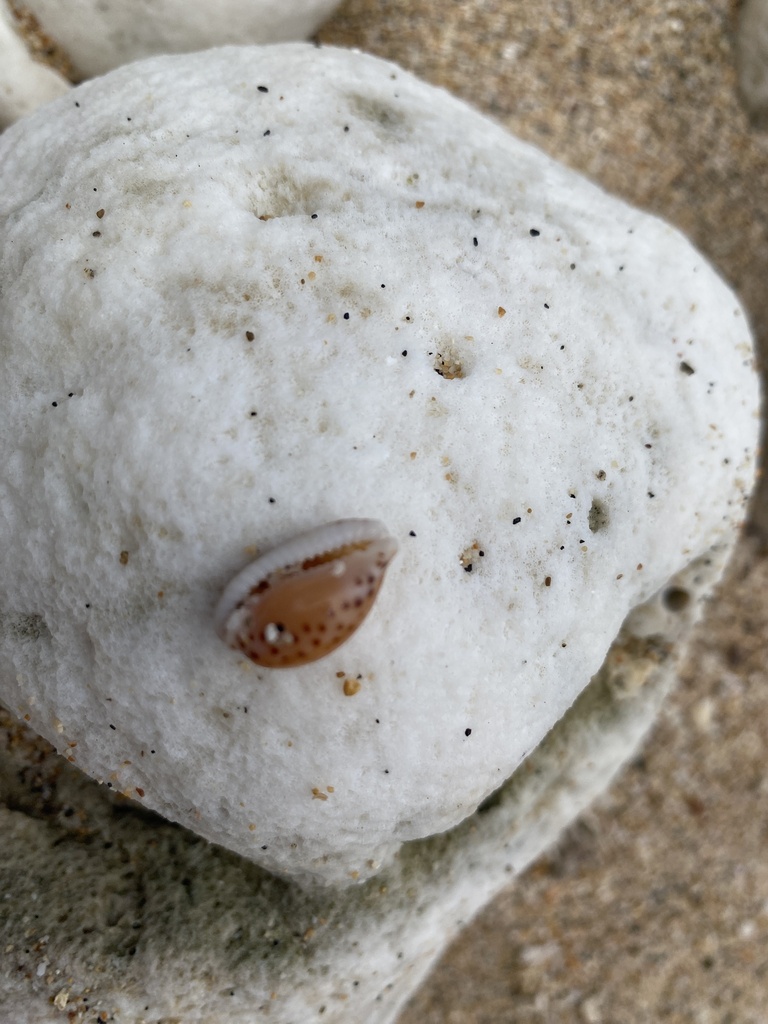 Cribrarula gaskoini
