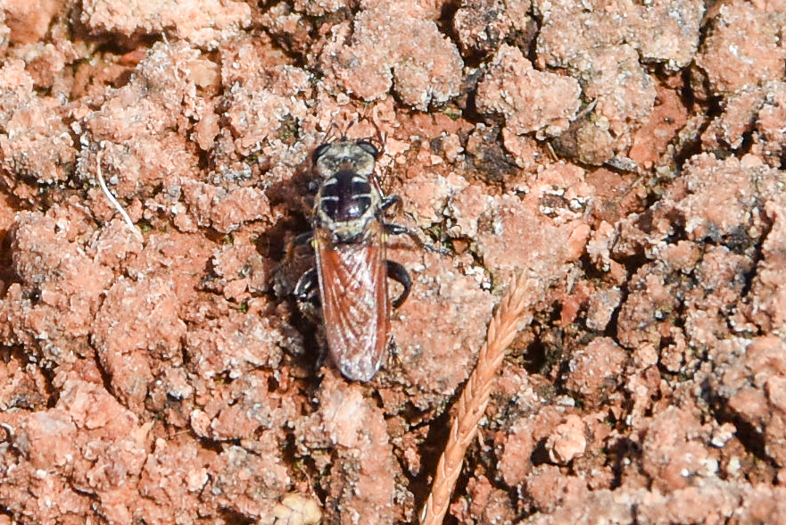 Ant-assassin Chiselmouth