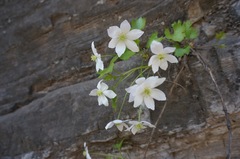 Clematis acerifolia