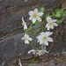 Clematis acerifolia - Photo (c) qianli_feng, algunos derechos reservados (CC BY-NC), subido por qianli_feng