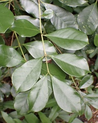 Aardbeiguave