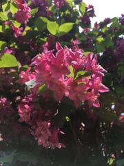 Weigela