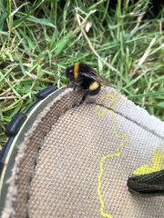 Bombus