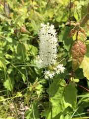 Melanthieae