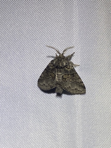 Common Gluphisia Moth photo 5