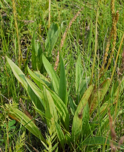 Image of Plantago eriopoda by (c) Eric Lamb, some rights reserved (CC BY)