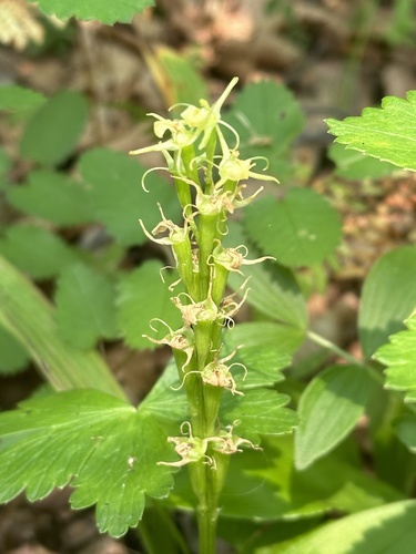 Image of Liparis kumokiri by (c) Tatyana Petrenko, some rights reserved (CC BY)