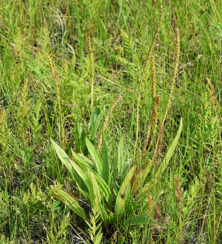 Image of Plantago eriopoda by (c) Eric Lamb, some rights reserved (CC BY)