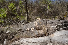 Oresitrophe rupifraga