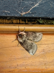 Euthyatira semicircularis