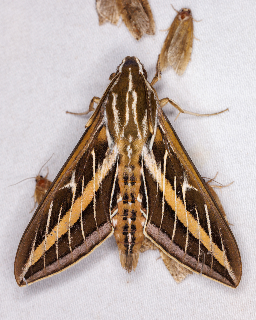 White-lined Sphinx from Otero County, NM, USA on July 5, 2024 at 01:32 ...