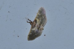 Apilocrocis brumalis