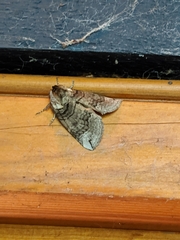 Euthyatira semicircularis