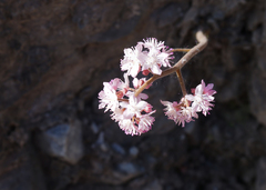 Oresitrophe rupifraga