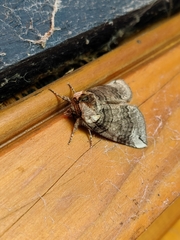 Euthyatira semicircularis