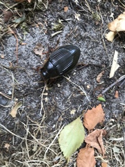 Dytiscus dimidiatus