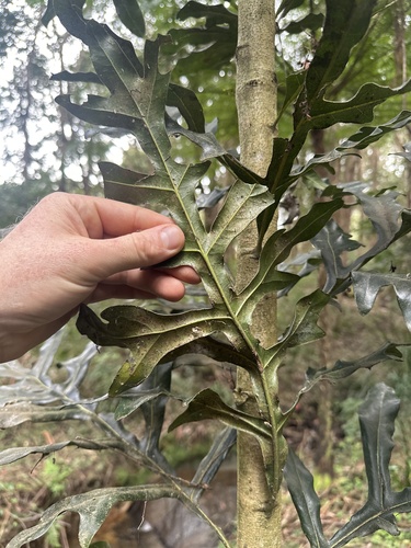 Stenocarpus sinuatus