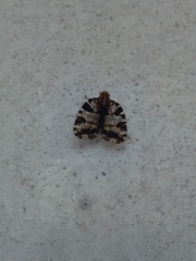 Nogodinidae