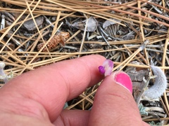 Astragalus leucolobus