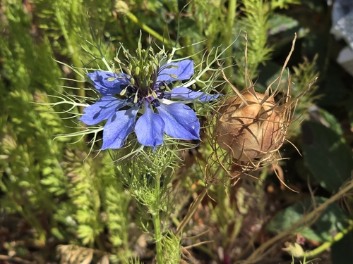 love-in-a-mist