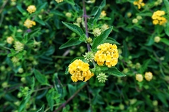 Lantana fucata