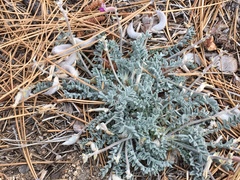 Astragalus leucolobus