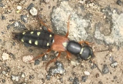 Staphylinus erythropterus