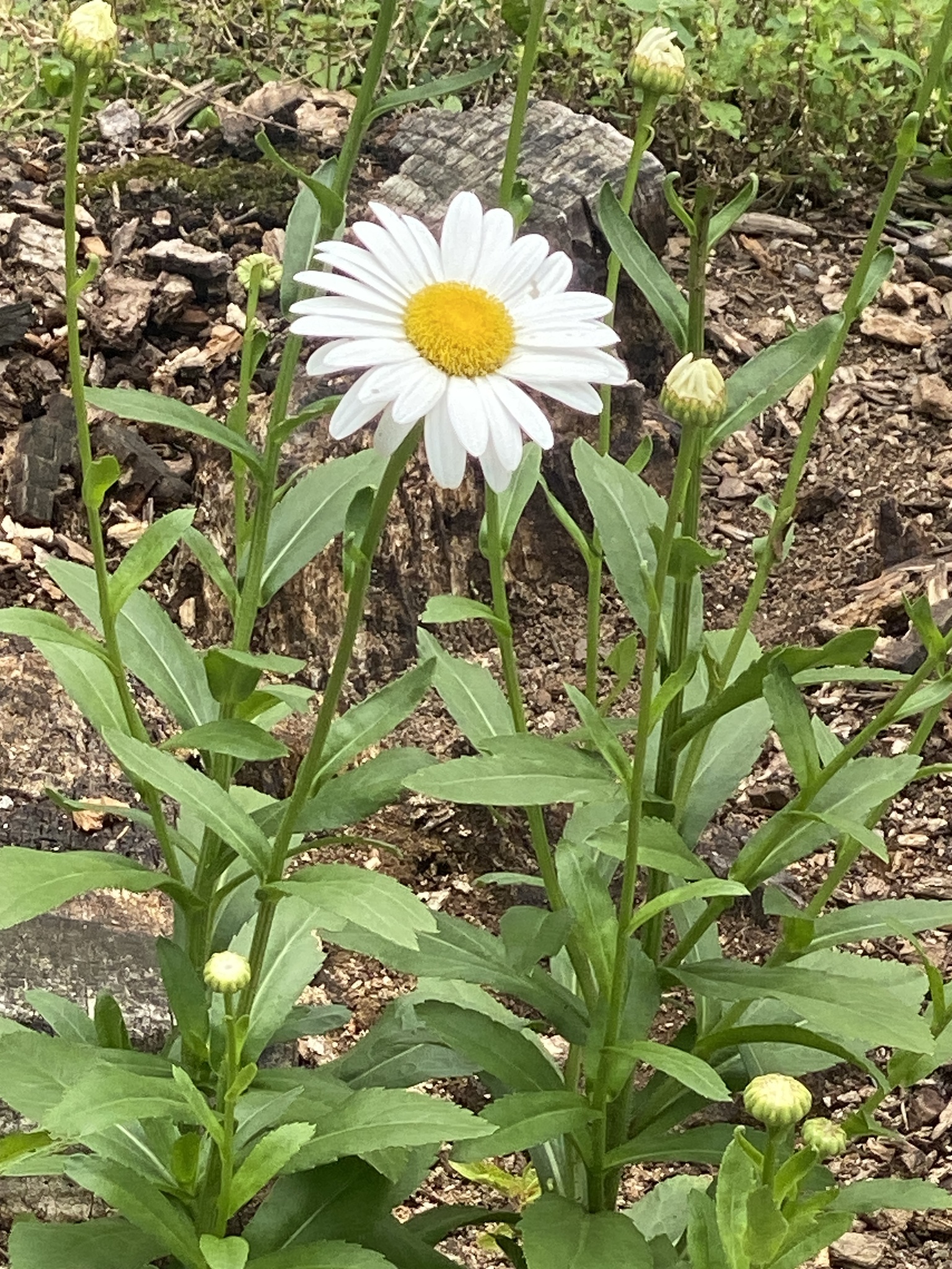 ARABIA エステリ \"Chrysanthemum leucanthemum\" Chrysanthemum leucanthemum (Ox-Eye Daisy) – MySeedsCo