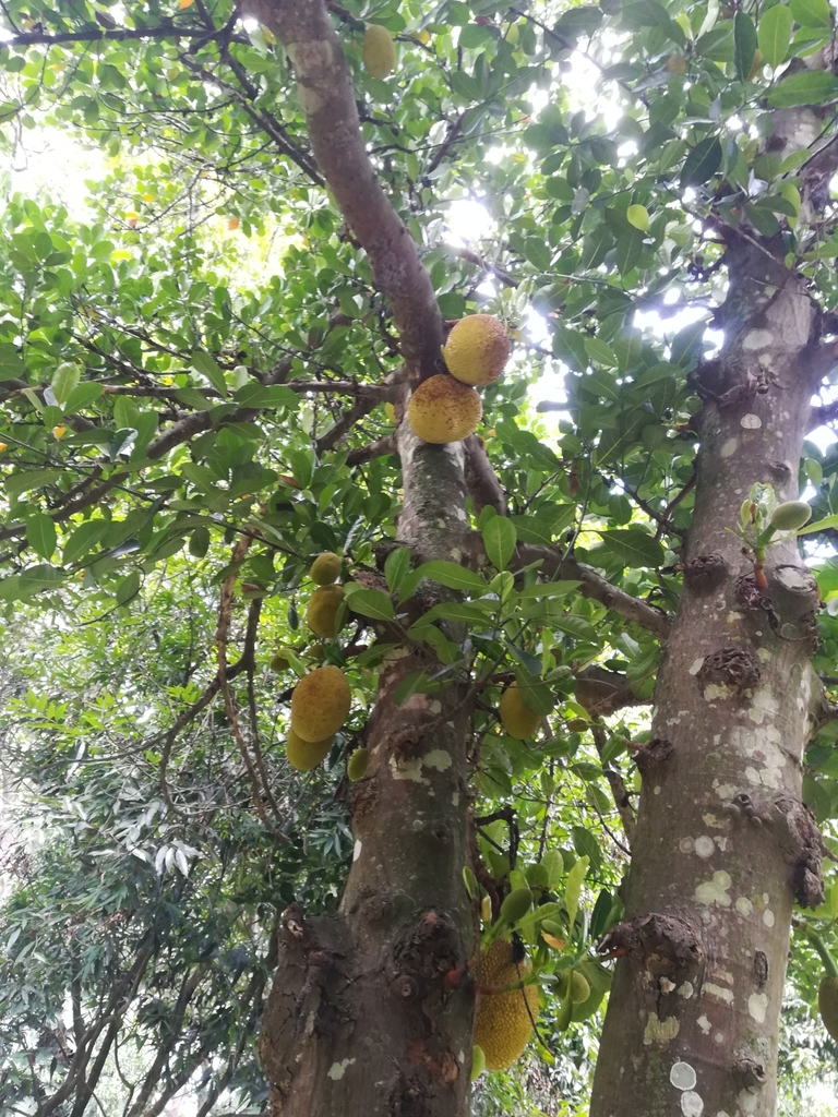 Artocarpus heterophyllus, Colegio Vicente Azuero Occ-ori, Floridablanca, Santander, Colombia