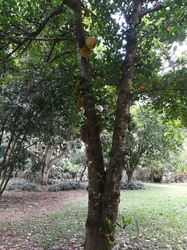Jackfruit growing from the trunk