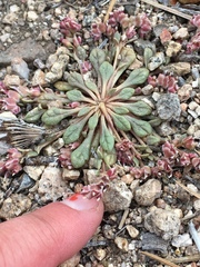 Calyptridium parryi parryi