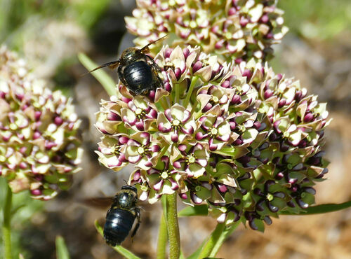 Western Carpenter Bee photo 3