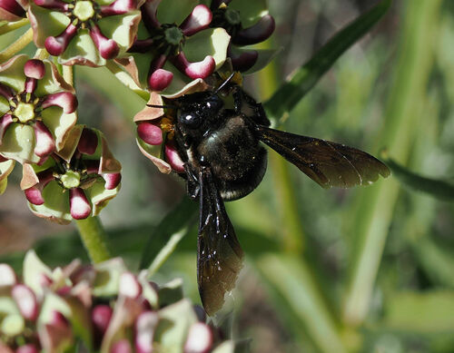 Western Carpenter Bee photo 6