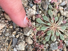 Calyptridium parryi parryi