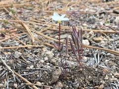 Leptosiphon breviculus