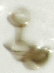 Ptiliodes amplicollis