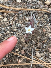 Leptosiphon breviculus