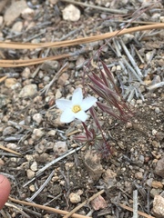 Leptosiphon breviculus