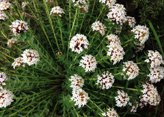 Stellera chamaejasme