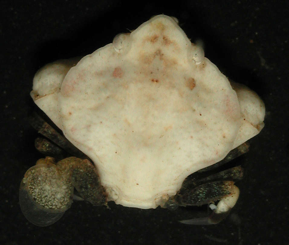 Coelocarcinus