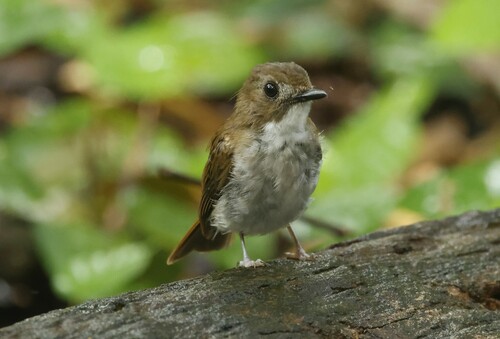 Grey-chested Jungle Flycatcher (Cyornis umbratilis), photo 7