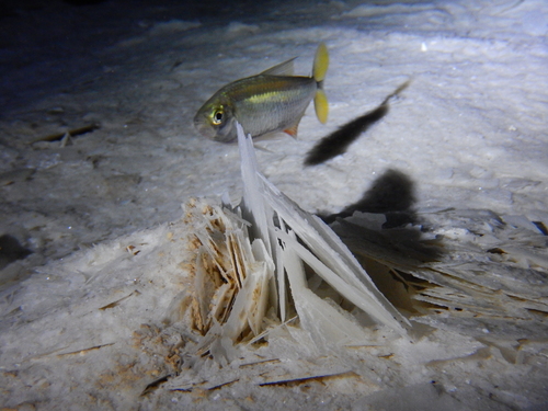 Astyanax bacalarensis