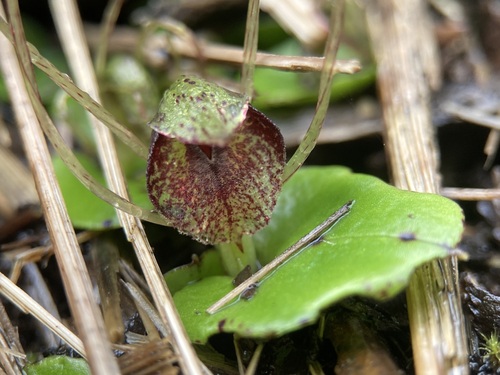 Corybas hatchii Lehnebach