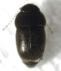 Ptiliodes amplicollis