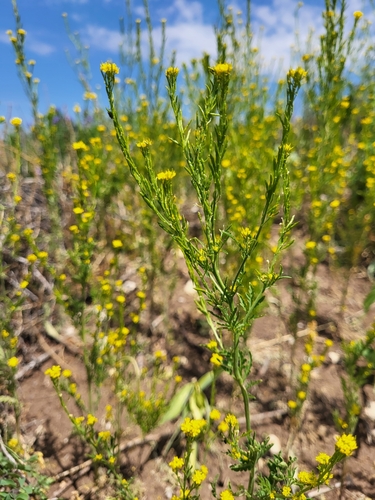 Descurainia incana