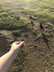 Columba livia domestica