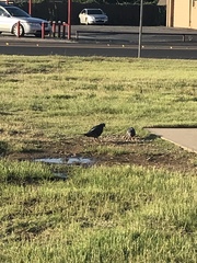 Columba livia domestica